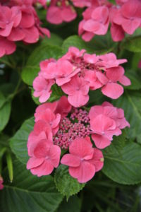 Hydrangea, flower Hydrangea, flower
